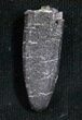 Diplodocus Tooth - Salt & Pepper Quarry #5603-2